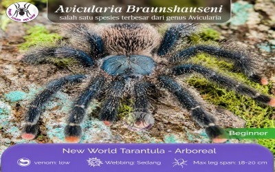 Avicularia braunshausheni Juvi Unsex Tarantula